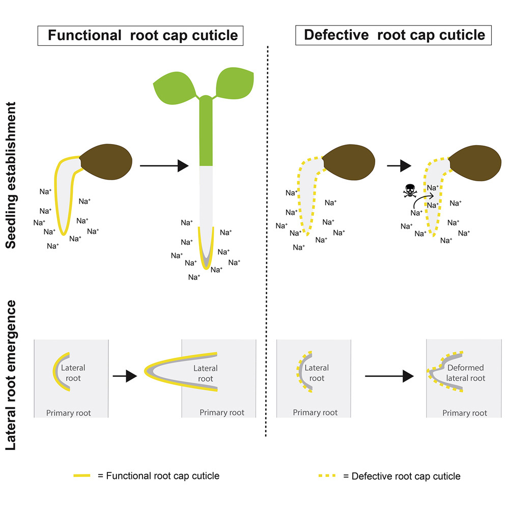 Plant Biology Highlights Cell Articles 2019