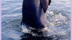 ASAL USUL PESUT MAHAKAM