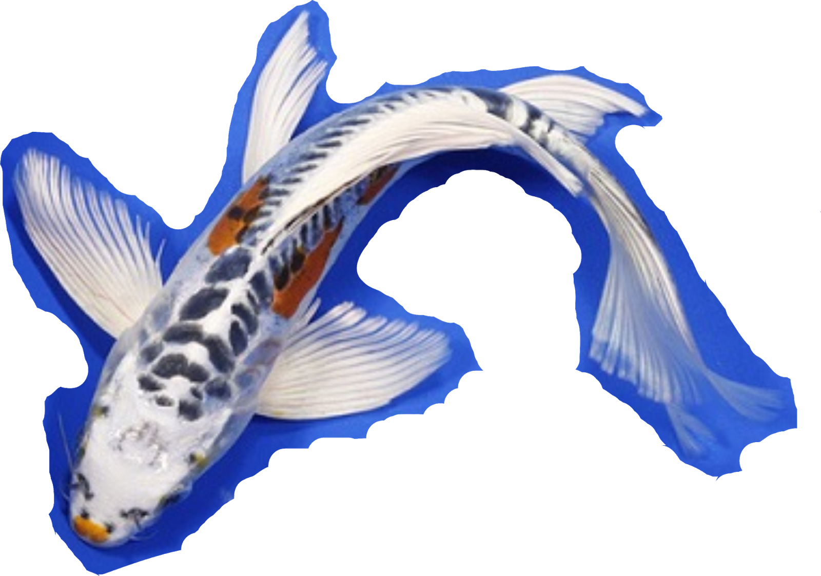 Cara menghilangkan background pada gambar dengan Corel draw ~ Si Jago Blog