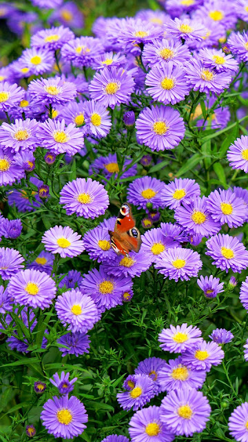 Butterfly flowers backdrop background Butterfly flowers backdrop background