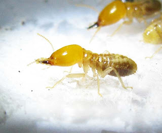 Lateral view of a soldier of Odontotermes termite