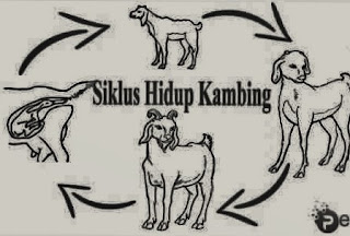 Penjelasan tentang gambar jenis siklus daur hidup kambing