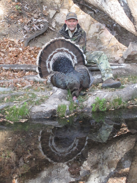 Check out the cool reflection of this Gould's gobbler