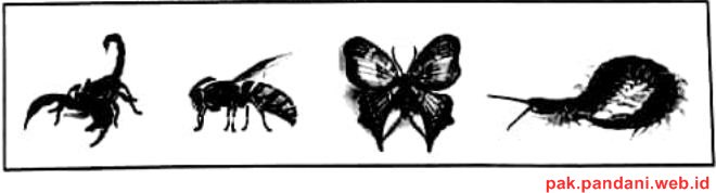 Perhatikan Gambar Kelompok Hewan Berikut Apakah Takson Terendah