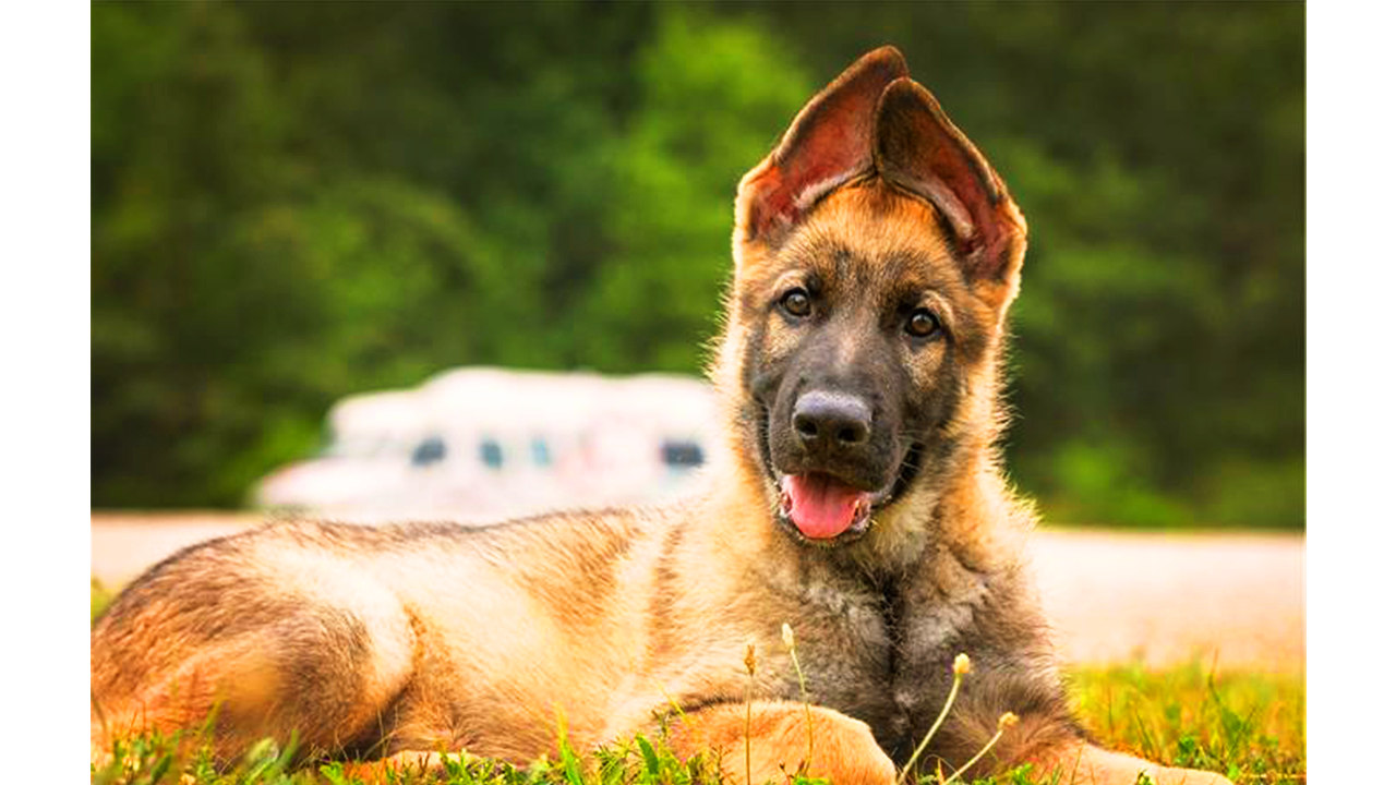 Quand Les Oreilles Du Berger Allemand Se Lèverontelles ? Berger Allemand