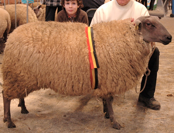 bleu du maine sheep, about bleu du maine sheep, bleu du maine sheep appearance, bleu du maine sheep breed, bleu du maine sheep breed info, bleu du maine sheep breed facts, bleu du maine sheep care, caring bleu du maine sheep, bleu du maine sheep color, bleu du maine sheep characteristics, bleu du maine sheep coat color, bleu du maine sheep development, bleu du maine sheep ewes, bleu du maine sheep facts, bleu du maine sheep for meat, bleu du maine sheep for wool, bleu du maine sheep farms, bleu du maine sheep farming, bleu du maine sheep history, bleu du maine sheep horns, bleu du maine sheep info, bleu du maine sheep images, bleu du maine sheep lambs, bleu du maine sheep meat, bleu du maine sheep origin, bleu du maine sheep photos, bleu du maine sheep pictures, bleu du maine sheep rarity, raising bleu du maine sheep, bleu du maine sheep rearing, bleu du maine sheep size, bleu du maine sheep temperament, bleu du maine sheep tame, bleu du maine sheep uses, bleu du maine sheep varieties, bleu du maine sheep weight, bleu du maine sheep wool, maynne blue, maine à tête bleue, maine-anjou, blue-headed maine, bluefaced maine, bazougers and blauköpfiges fleischschaf