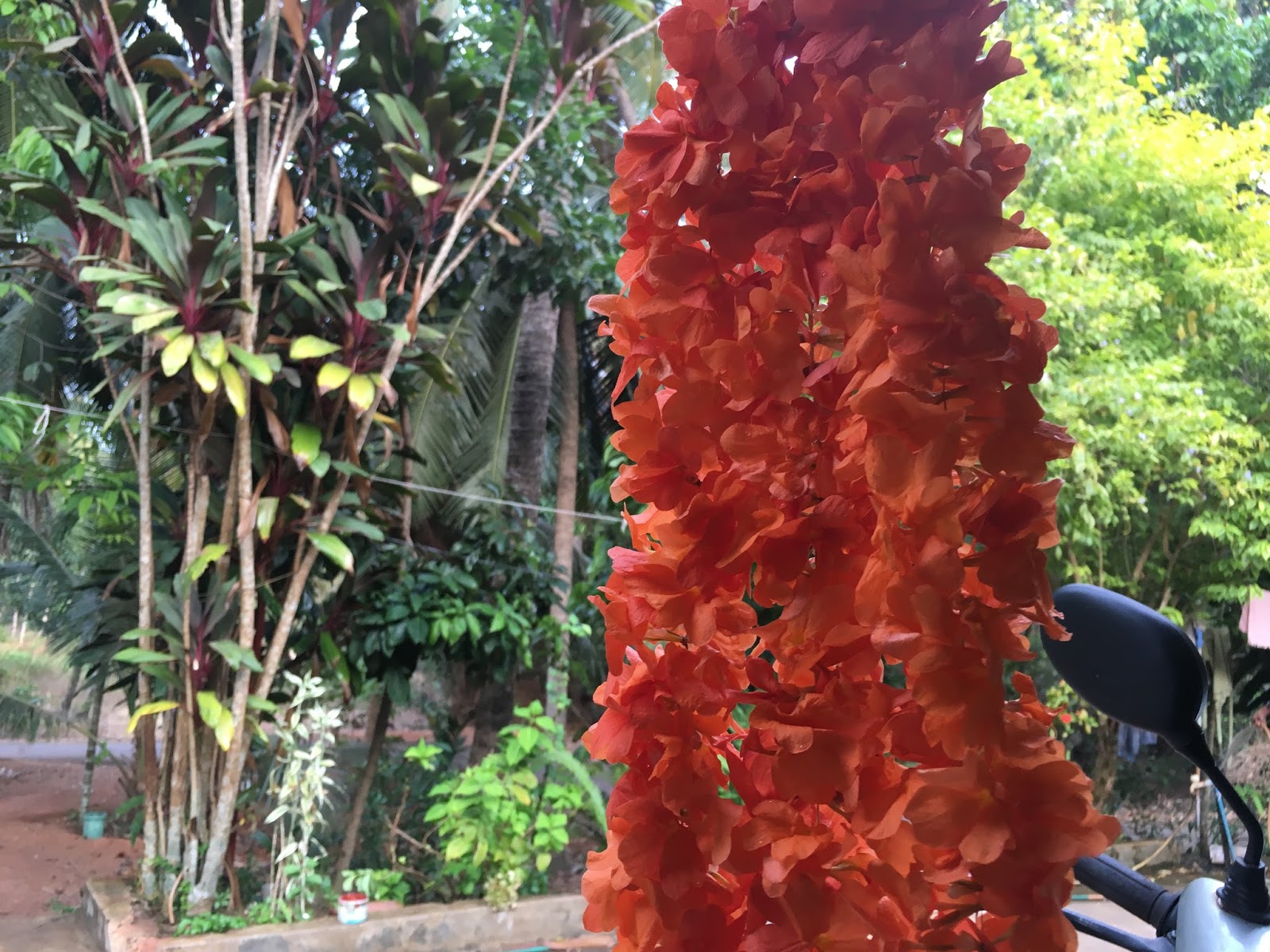 Words and Expressions Mangalorean Jasmine