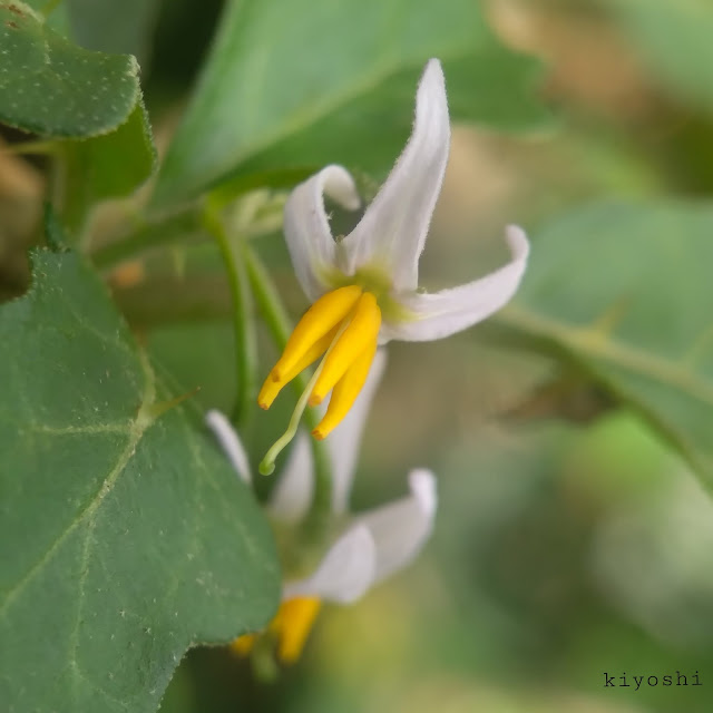 Solanum procumbens