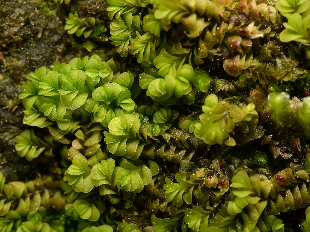 そよ風のなかで Part2 イボカタウロコゴケ