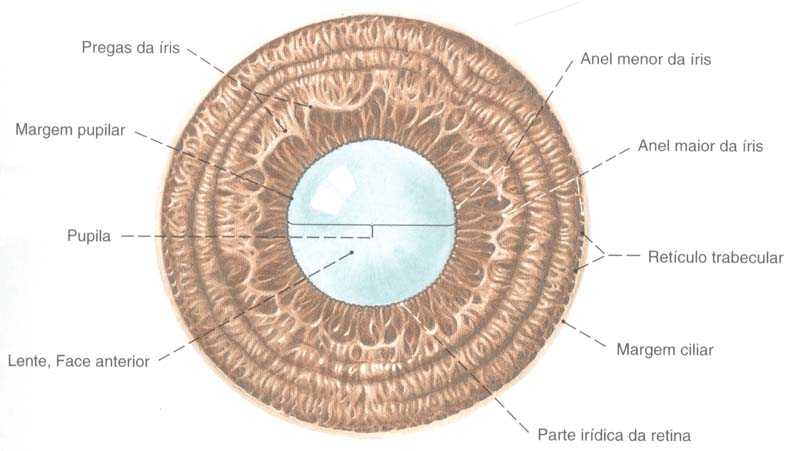 строение глаза зрачок радужка. радужная оболочка строение. радужка и зрачок анатомия. строение радужки слои. строение глаза зрачок радужка.