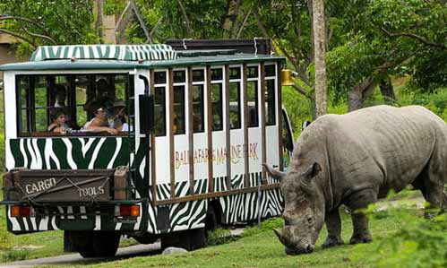  Apakah anda pernah mengunjungi kebun binatang  Taman Safari Indonesia Cisarua Bogor