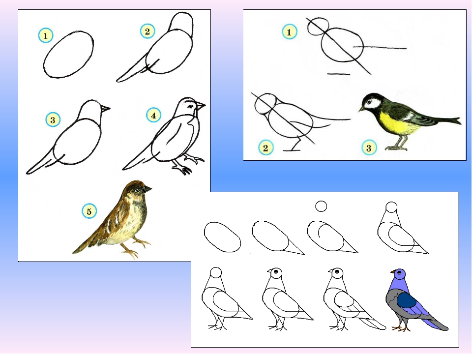 Урок изо 1 класс презентация поэтапное рисование. Уроки рисования птиц. Пошаговое рисование птицы. Последовательное рисование птицы. Алгоритм рисования птиц.