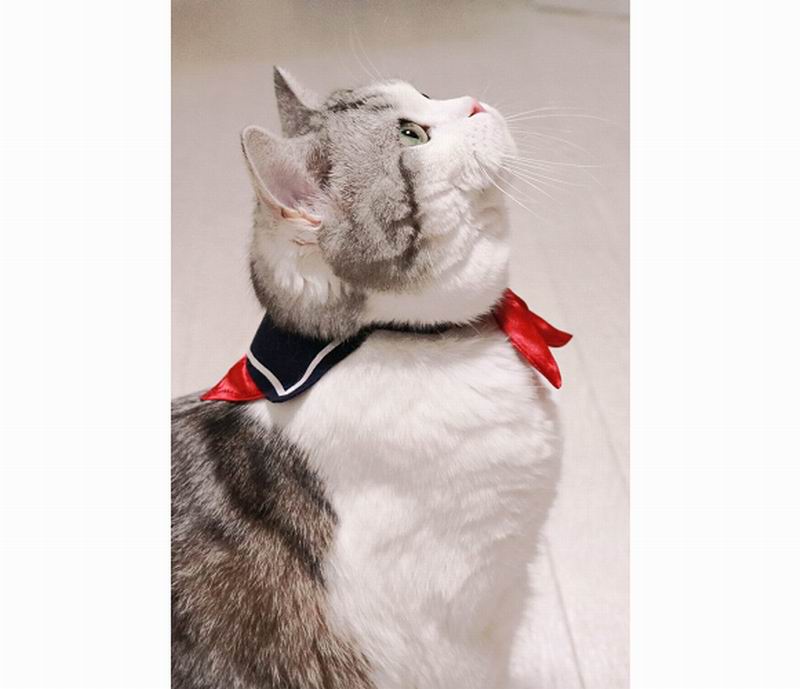 Lucu Kucing Ini Didandani Dengan Kalung Berbentuk Kerah Seragam Sekolah Jepang Extalia Hobbies
