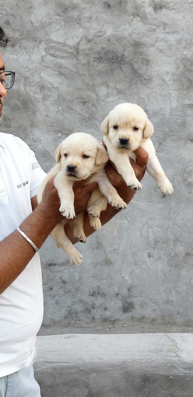  GOLDEN LABRADOR puppies in Jalandhar and Chandigarh - Pet Shop in Jalandhar - 9888341827