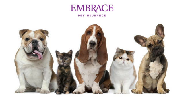 Embrace Pet Insurance Review 2018 The Insurance Banker