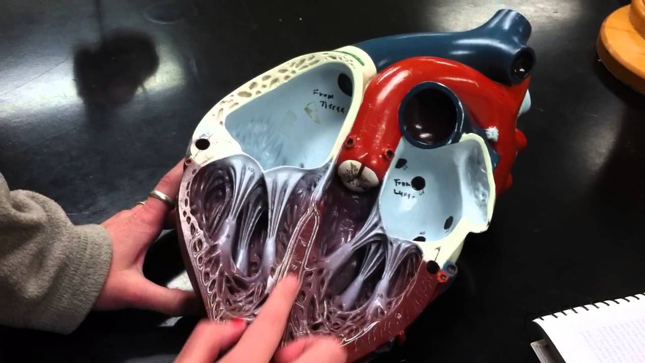 Fossa ovalis (heart)