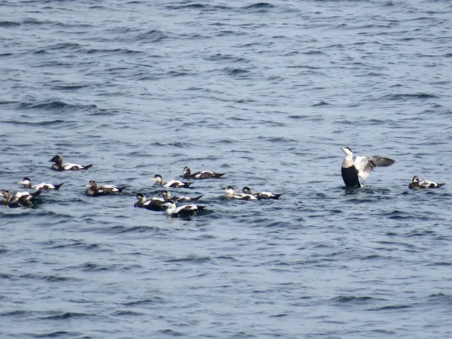 Norway Road Trip: Eider ducks in Salhus