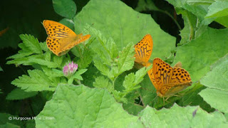 Argynnis (Argynnis) paphia male DSC16253