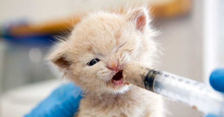 Öksüz Yavru Kedi Bakımı