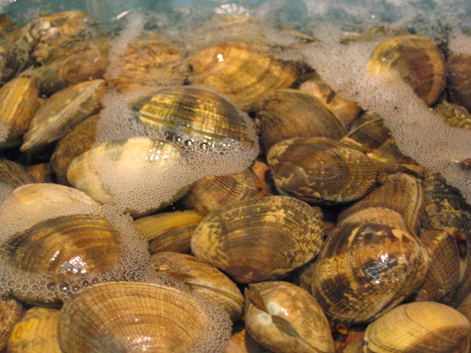 Wiki World Cancer in Clams Spread Cells Floating in the Water