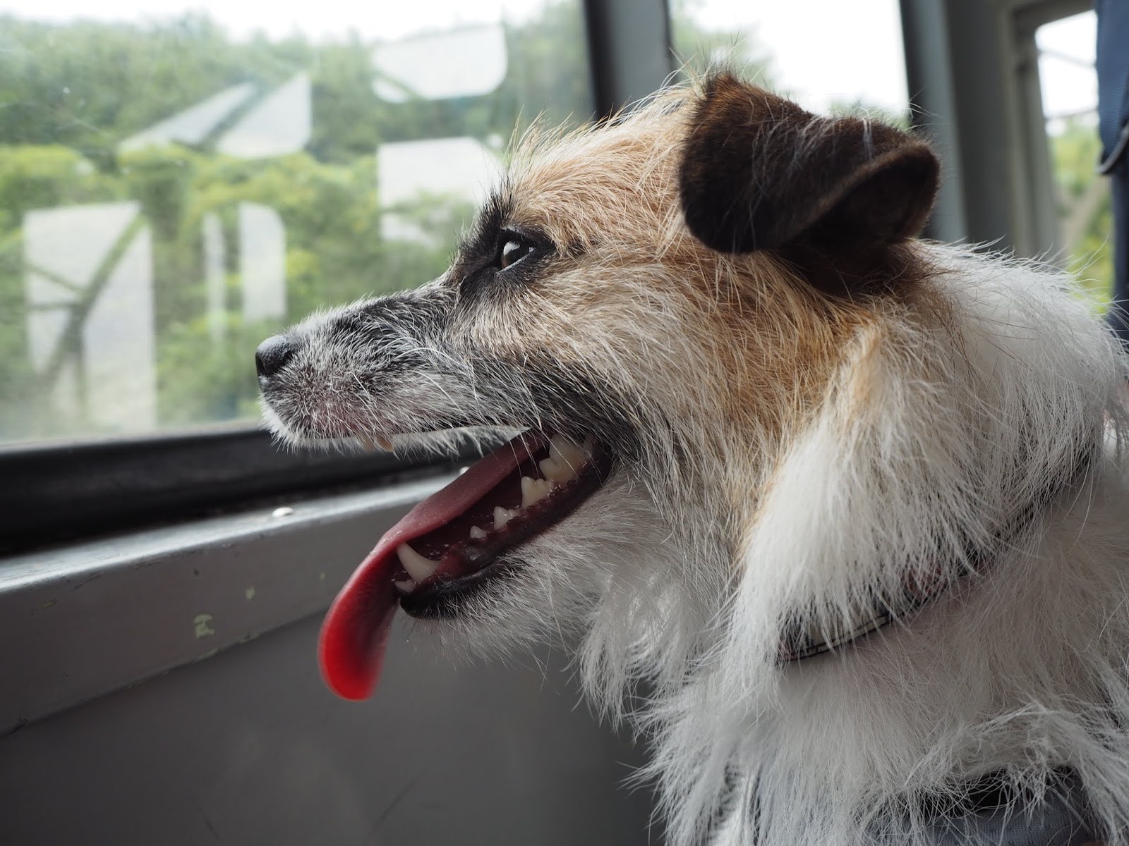 もふもふゴワゴワ犬 攻略log 犬も一緒にケーブルカー乗車可能 箱根の十国峠ドッグランに行ってきた