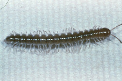 millipede bugs might many creatures crab wildlife true
