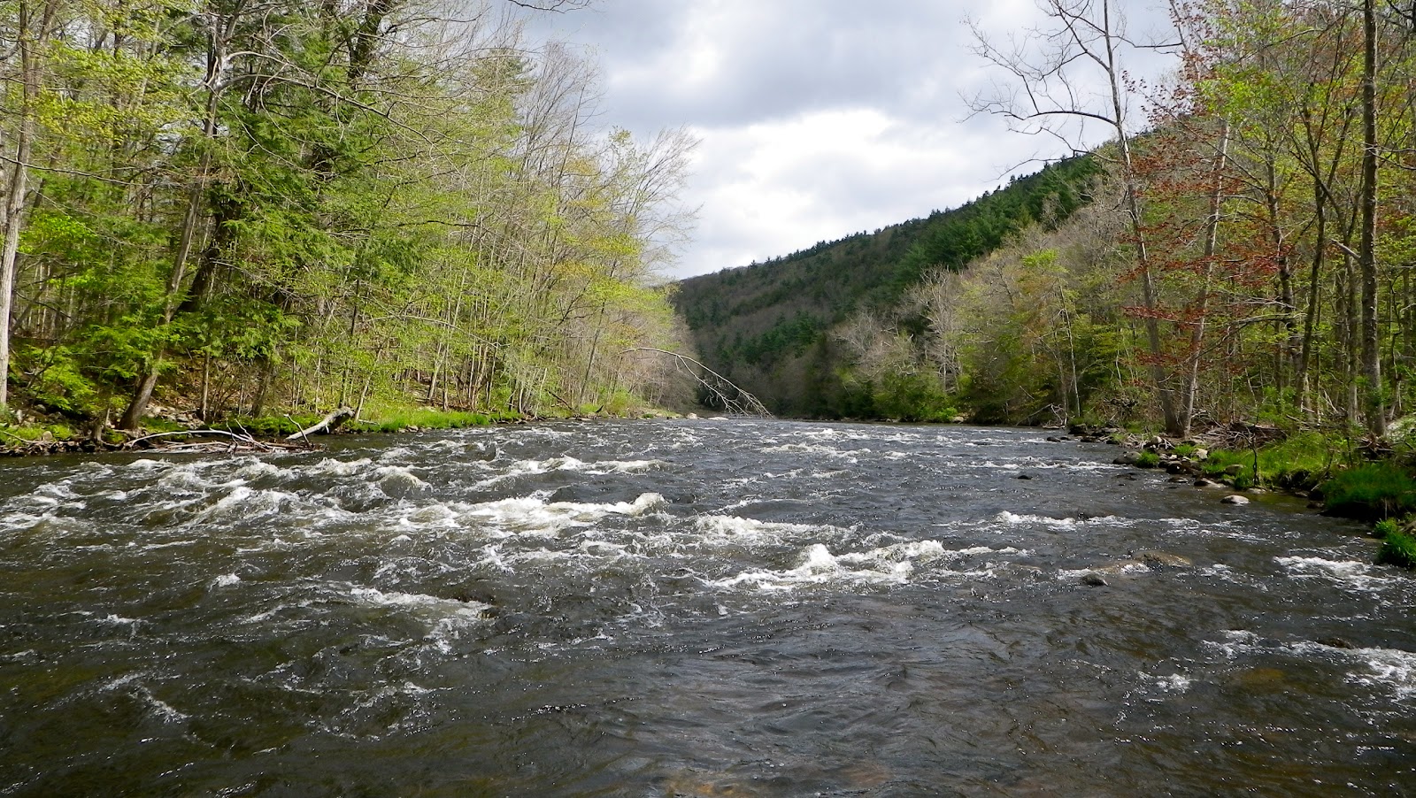The Jersey Angler Farmington River