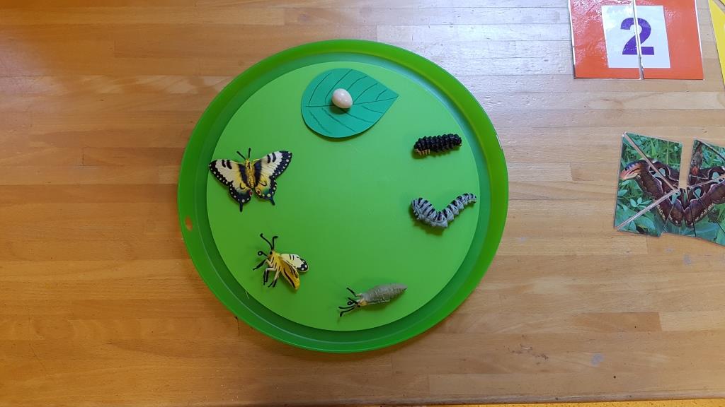 Der Lebenszyklus des Schmetterlings