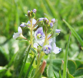 Veronica serpyllifolia