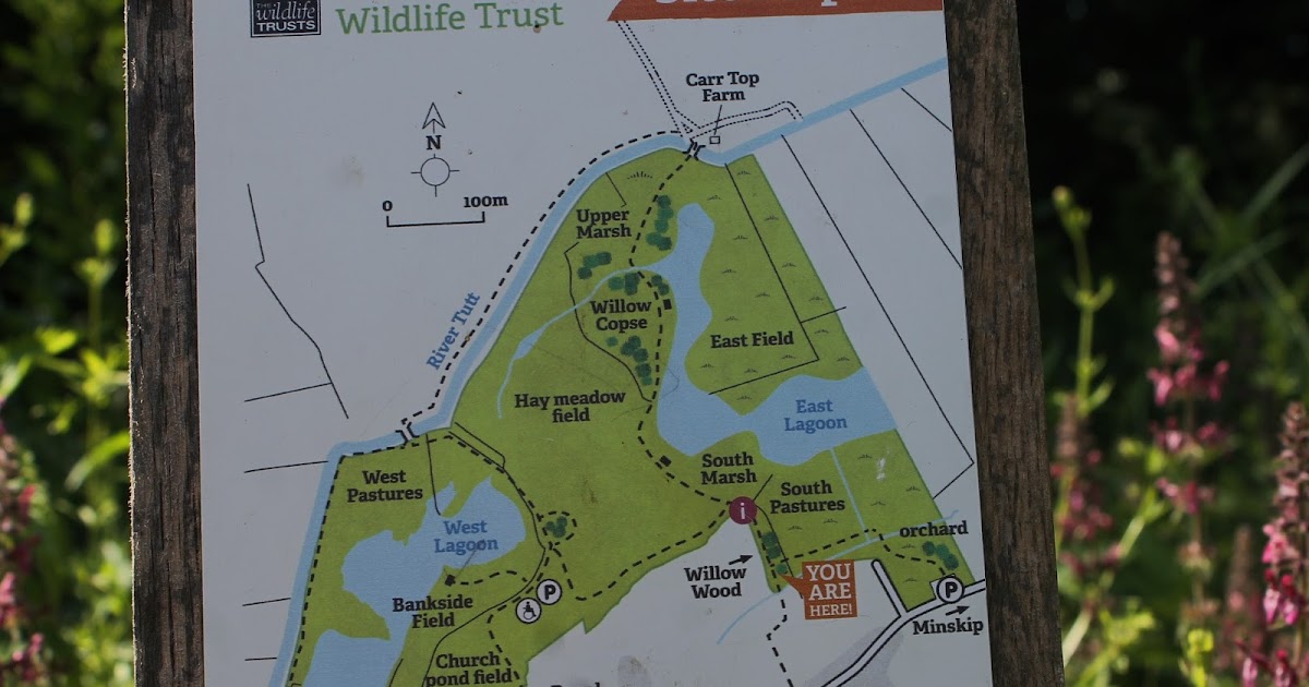 Holgate Birder Staveley Nature Reserve