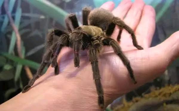 are tarantulas poisonous? Interesting facts are tarantulas poisonous? Interesting facts