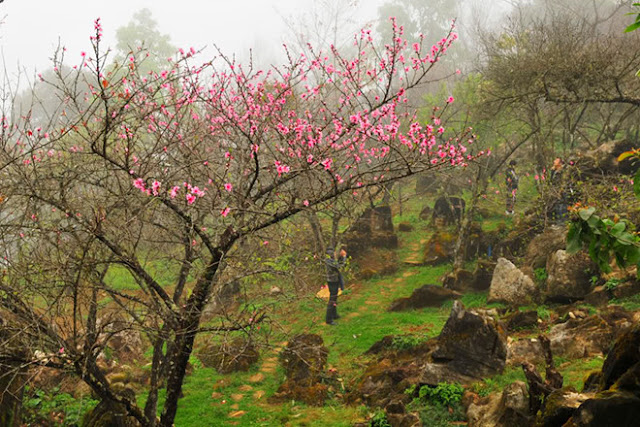 Peach blossom in Sapa, Lao Cai