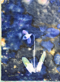 Wet cyanotype_Sue Reno_Image 281