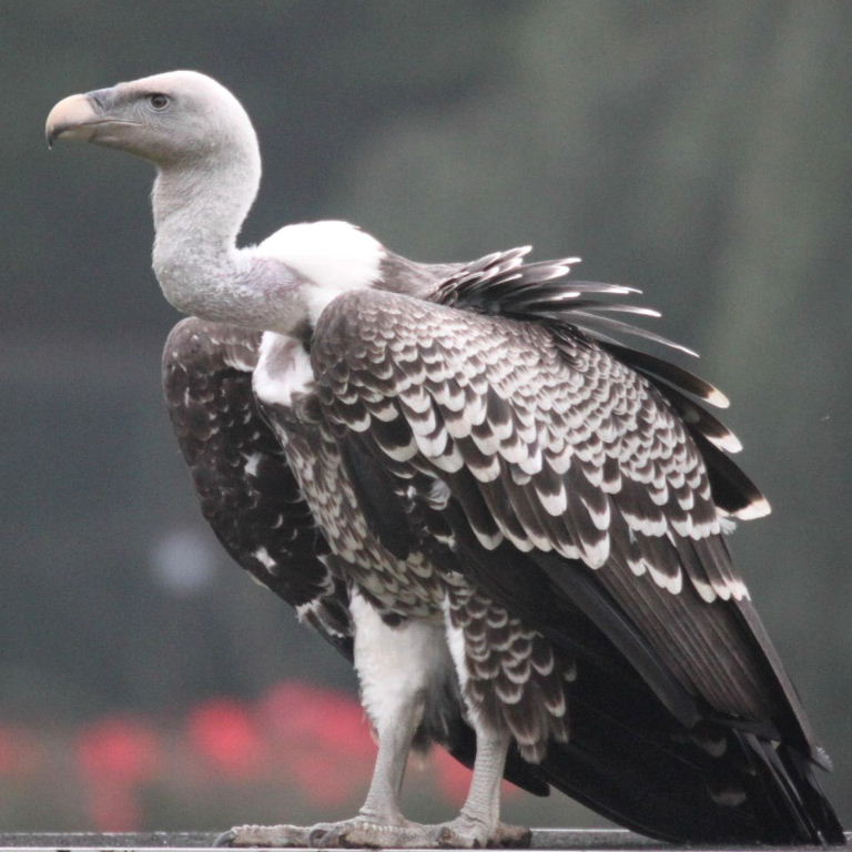 Fakta Unik Seputar Burung Ets Worlds