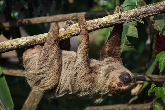 King sloth