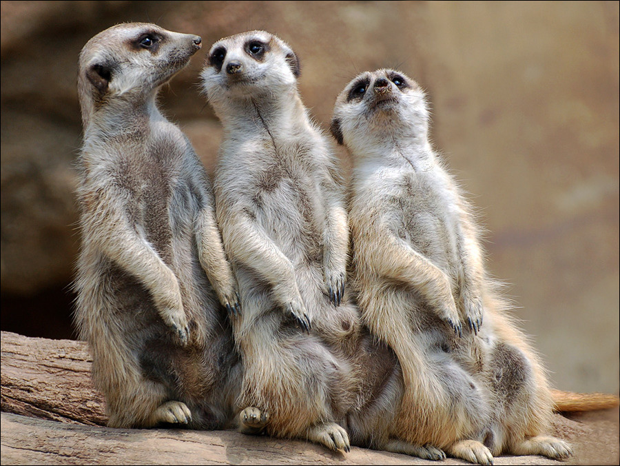 Cute Animal Pictures Animal Photos HD Animal Wallpapers Cute Animal Pictures Animal Photos HD Animal Wallpapers