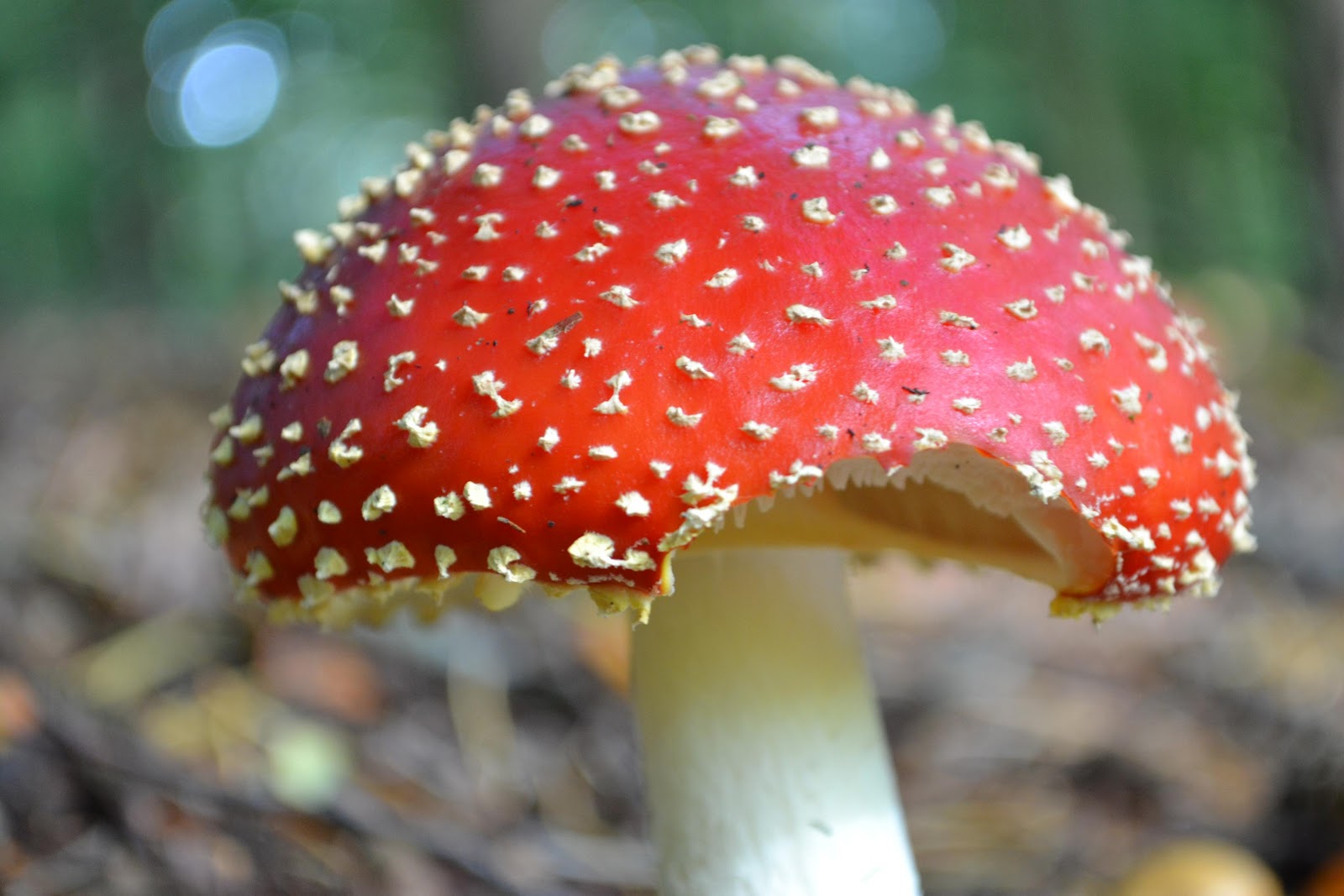 Verhalen en columns Op een grote paddestoel, rood met witte stippen Verhalen en columns Op een grote paddestoel, rood met witte stippen