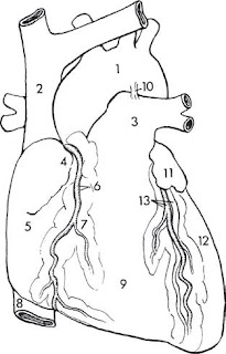 Anterior view of the heart