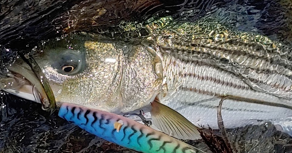 Rhode Island Striped Bass Photo of the Day.....On the Left Hook