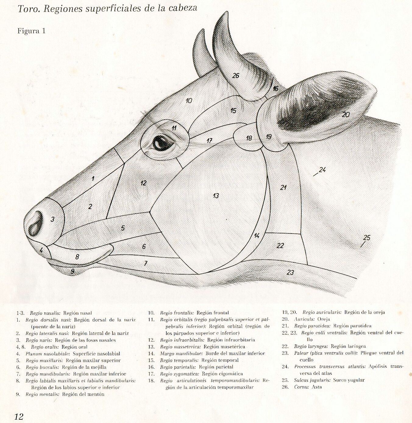 Anatomia Veterinaria: Cráneo de bovinos