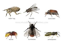 lesson plan for chordates I found chordates - crash course biology lesson plan at share my lesson there are so many more free, quality lessons on the site, so head on over. lesson plan for chordates I found chordates - crash course biology lesson plan at share my lesson there are so many more free, quality lessons on the site, so head on over.