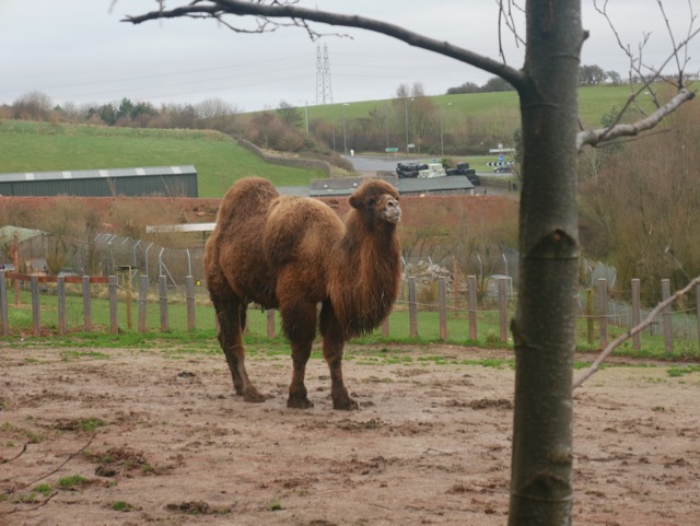 Lakes Single Mum: #CountryKids at South Lakes Safari Zoo