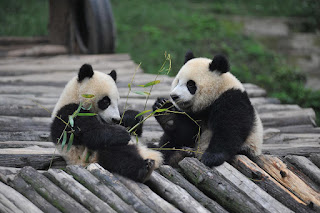 yavru dev panda