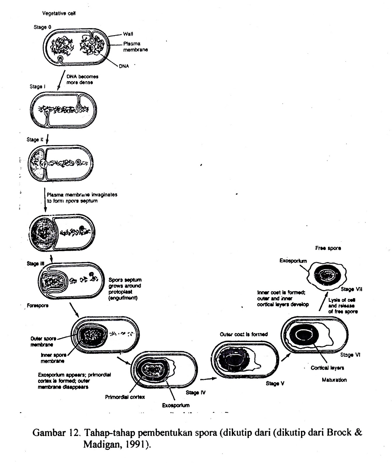 REPRODUKSI DIVISI SCHIZOPHYTA DAN THALLOPHYTA ~ Rina Notes