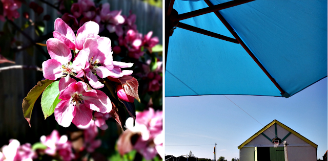 A pink flower and the parasol in the garden