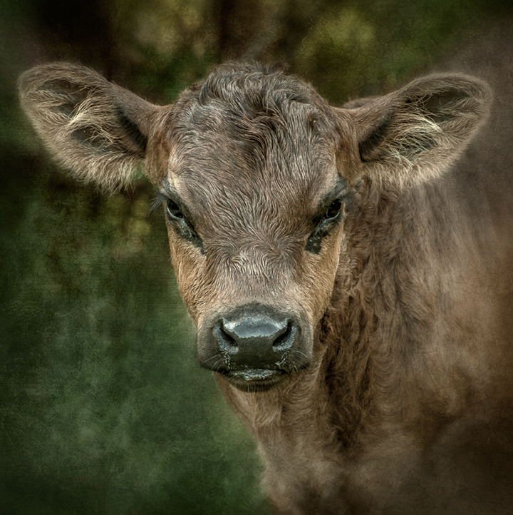 Dan Routh Photography Baby Calf