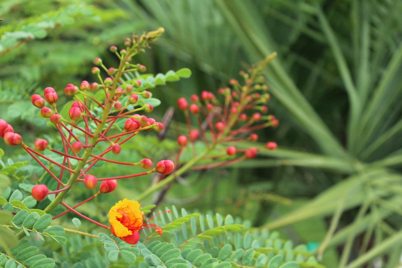 Sharing Nature's Garden: Greening up the garden on Garden Bloggers
