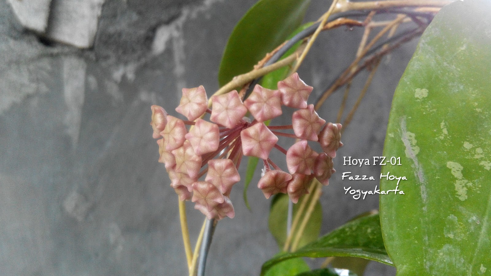 Хойя индонезия 001 Хойя индонезия 001