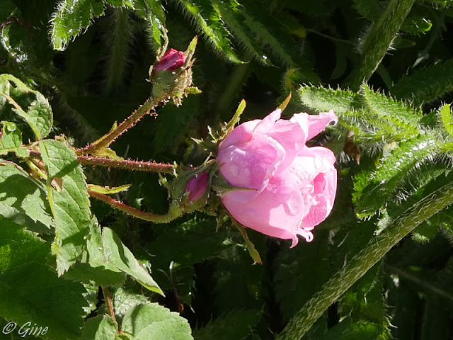 Rosier centifolia