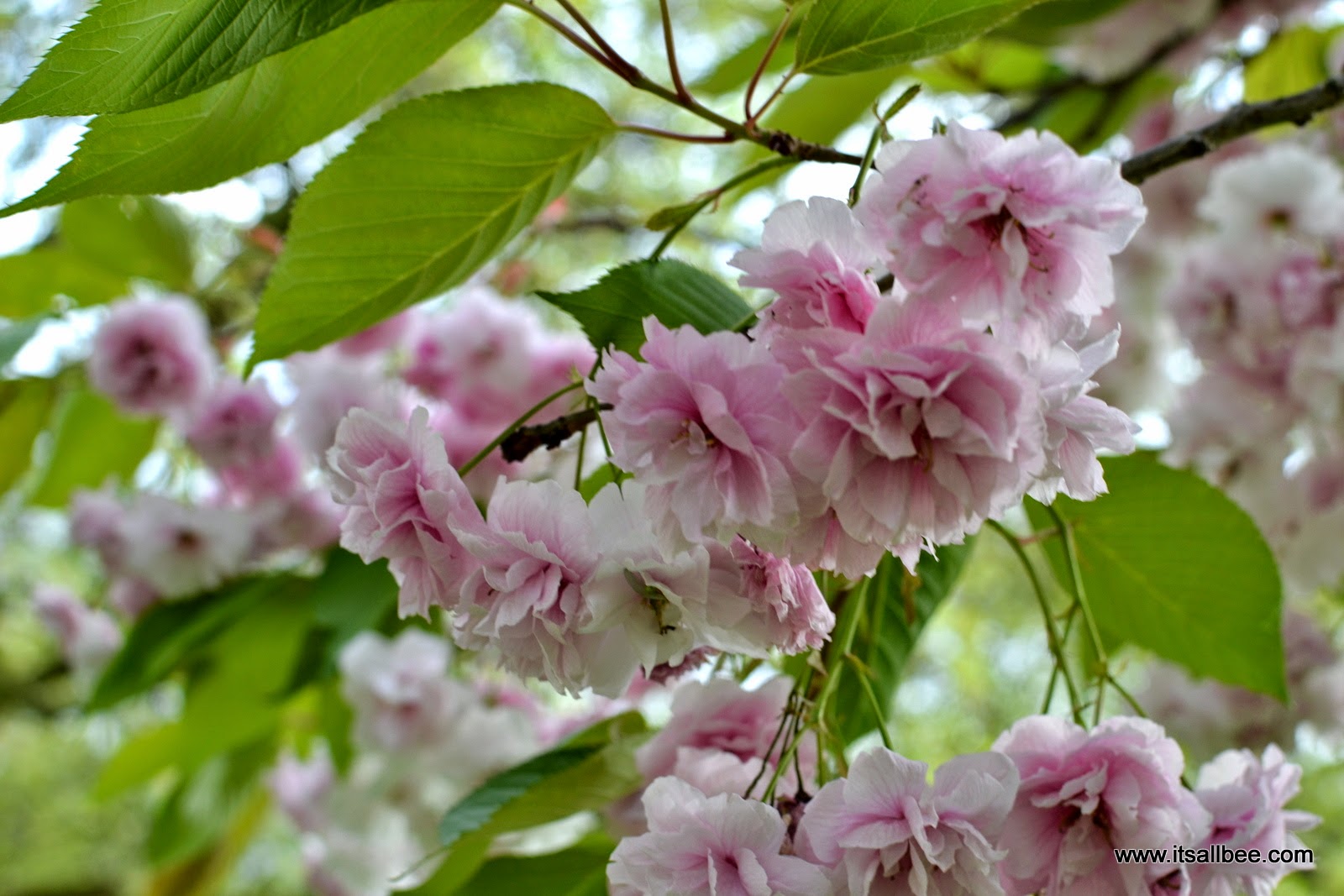 Cherry Blossom trees - London St James Park - Spring